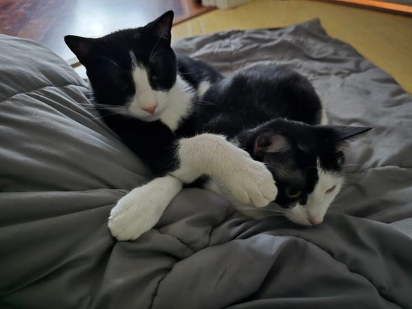 Two tuxedo cats laying on a gray blanket. Oreo is crossing his paws and Penguin is beside him.
