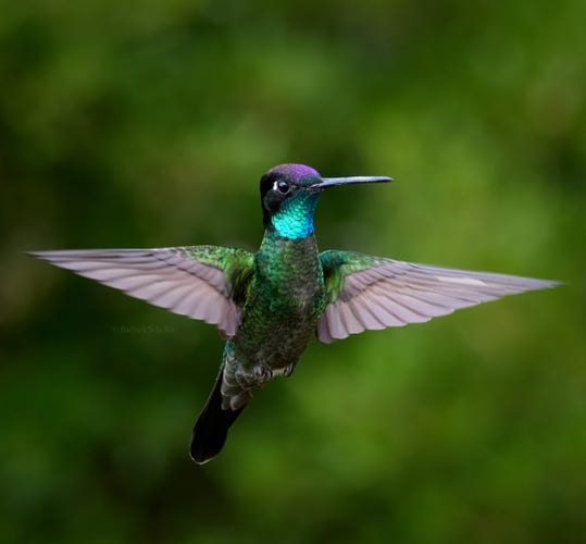 Talamanca Hummingbird with prominent iridescent turquoise throat hovering in front of dark green background