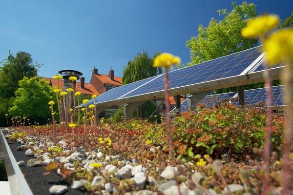 A garden of flowers with solar panels in it