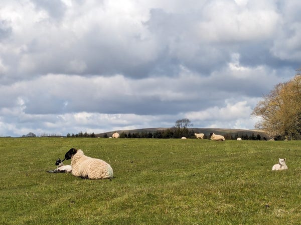Colour photograph of a field which contains sheeep and laaaambs. Hills beyond, cloudy skies overhead.