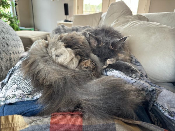 A picture of a fluffy, beige and gray cat curled up in the valley of my crotch. There is a long fluffy tail, curling around towards the camera.

This is a few minutes after the post, I am responding to