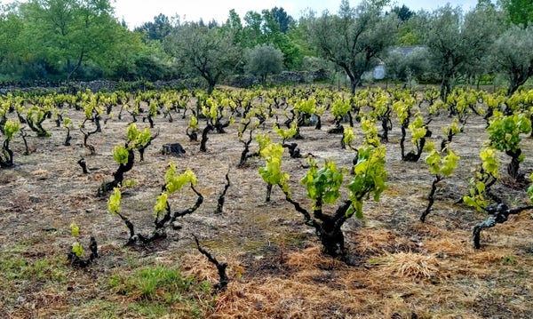 Wineyard with still small and fresh green leaves on the trunks. Some olive trees and bushes in the back.